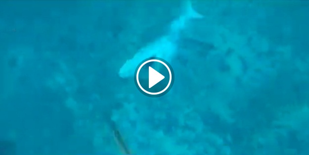 Köpek balığı dalgıca saldırdı