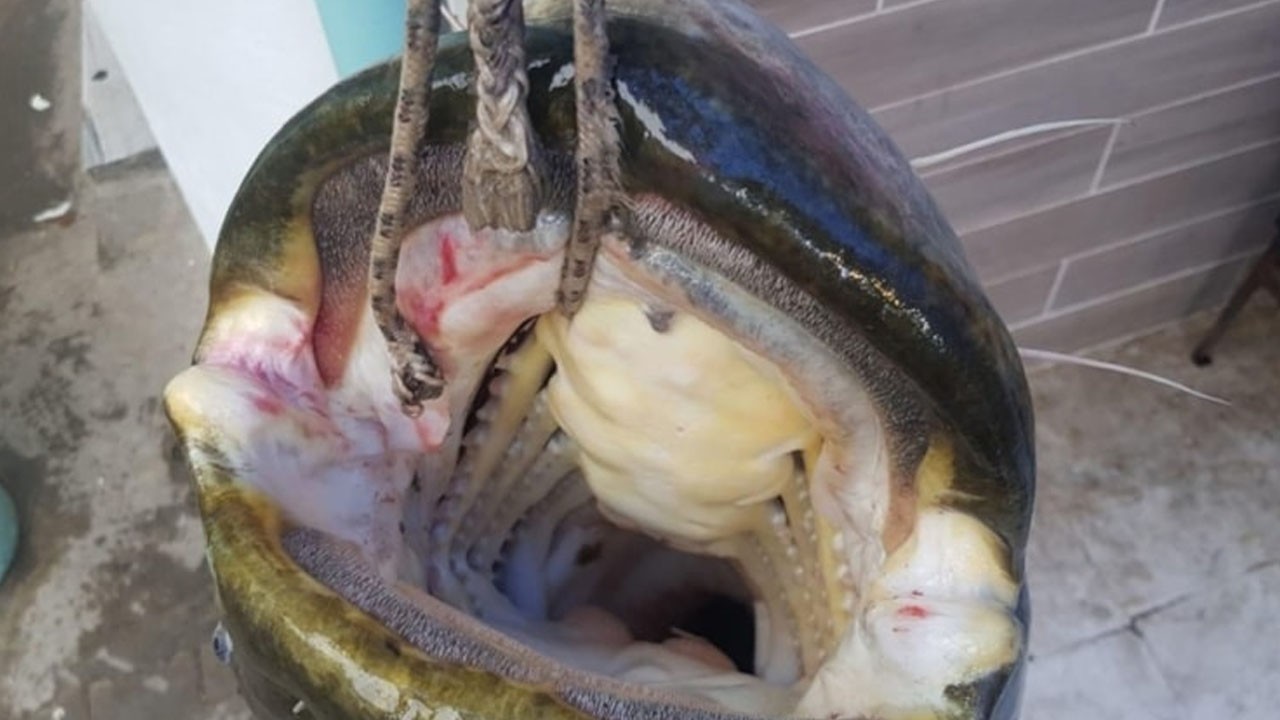 Boyu 5 metre yayın balık buldu! Yok artık dedirten görüntü: Duyunca şok olacaksınız!