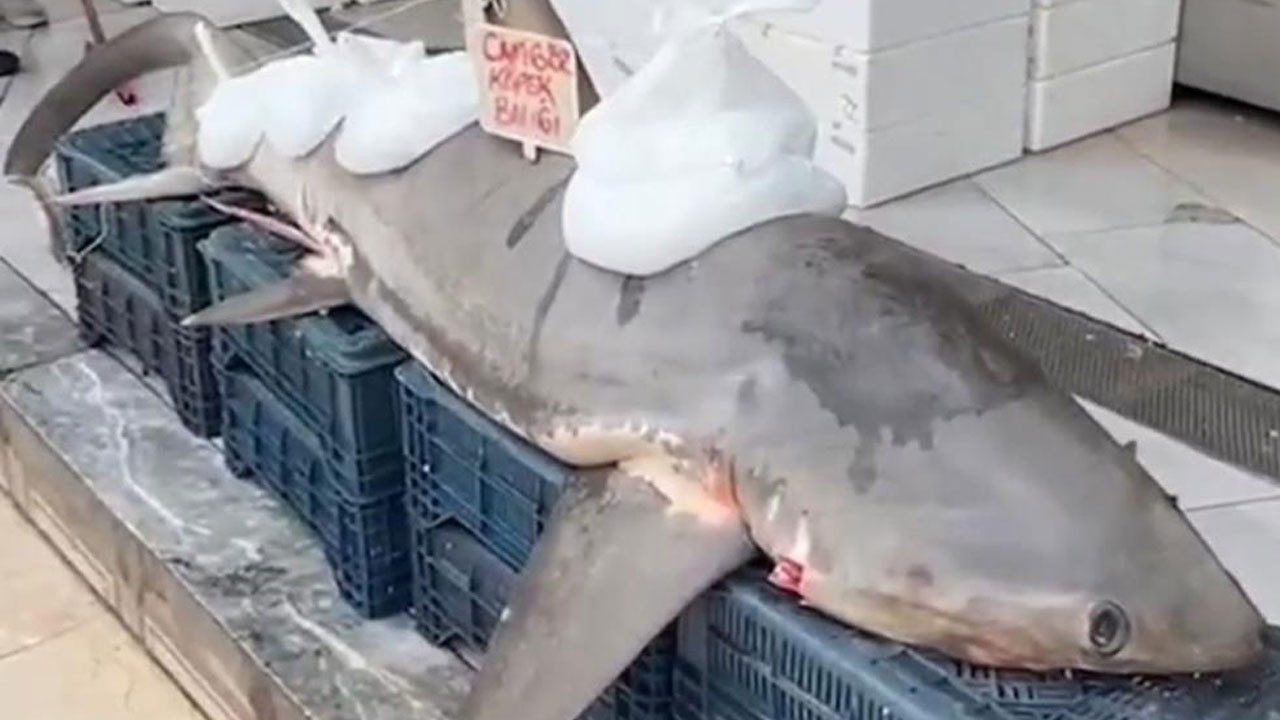 Köpek balığı kanser hastalarına ücretsiz dağıtıldı