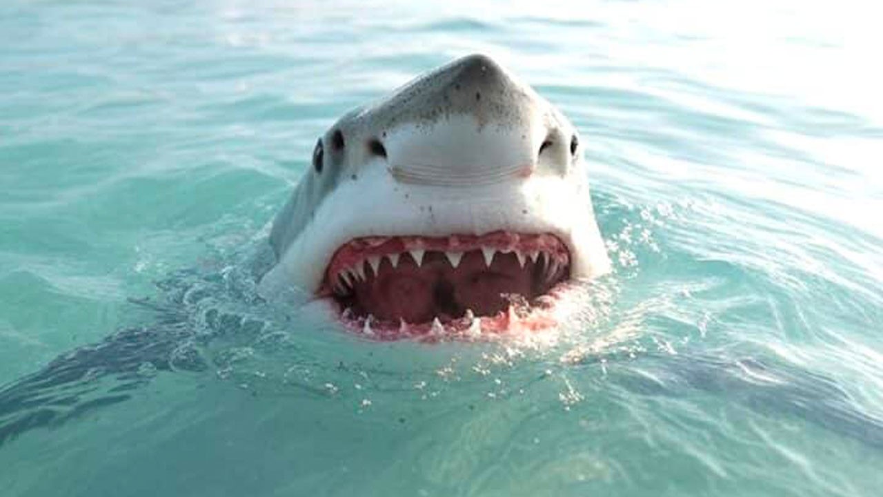 Köpek balığı saldırdı, sörfçü kayboldu!