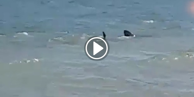 Köpek balığı saldırıya uğradı! Bakın kim tarafından...