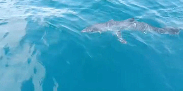 Köpek balığının balıkçı teknesine yaptığı davranışlar şaşırttı! Uzman isimden yorum