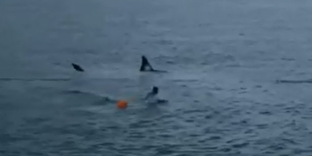 Köpek balığıyla yarış