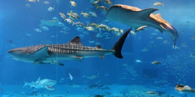 Köpek balıklarıyla çevrili otel odası