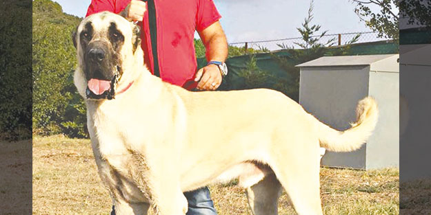 Köpek beslemek ne zaman caiz olur