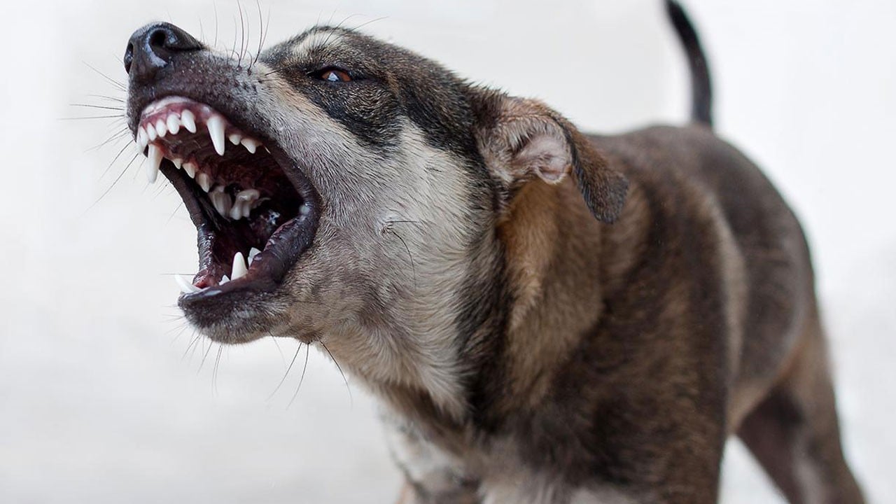 Köpek dehşeti bir türlü bitmiyor! 2 yaşındaki Egemen’in başına 22 dikiş atıldı