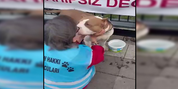 Köpek Derneği Kurucusu sokak köpeklerinin parçaladığı çocuklarla böyle alay etti!