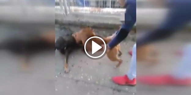 Köpek dövüştüren gençler sosyal medyayı ayağa kaldırdı