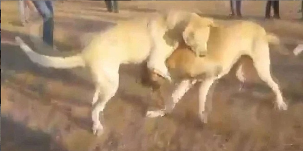 Köpek dövüştüren öküzlere 83 bin 400 lira ceza kesildi