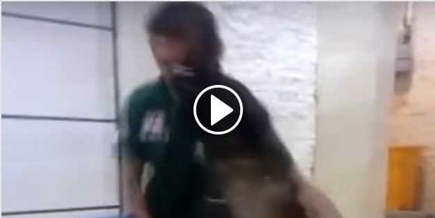 Köpek eğitmenin burnunu ısırdı!