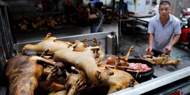 Köpek eti satan restoran sahibinden kan donduran sözler: Yavru köpekleri alıp servis ediyoruz