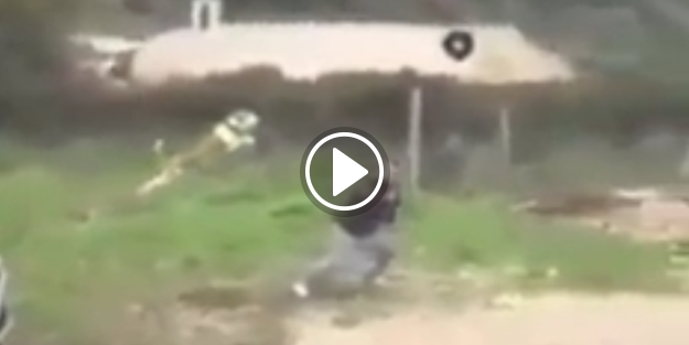 Köpek havada asılı kaldı