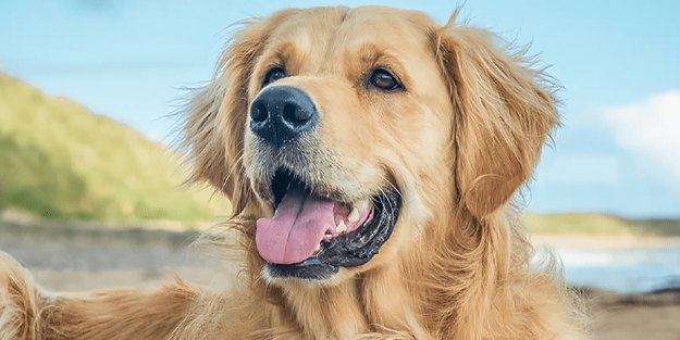 Köpek havlamalarını konuşmaya çevirebilen yapay zeka geliştirildi!