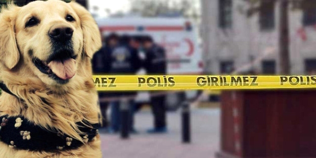 Köpek havlamasından rahatsız olan yönetici ölüm saçtı