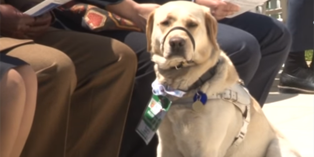 'Birleşik Krallık Diplomatik Misafiri' köpek