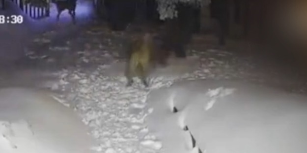 Köpek ile ayının kapışma anları kamerada!