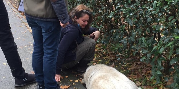 Köpek katliamında yeni gelişme