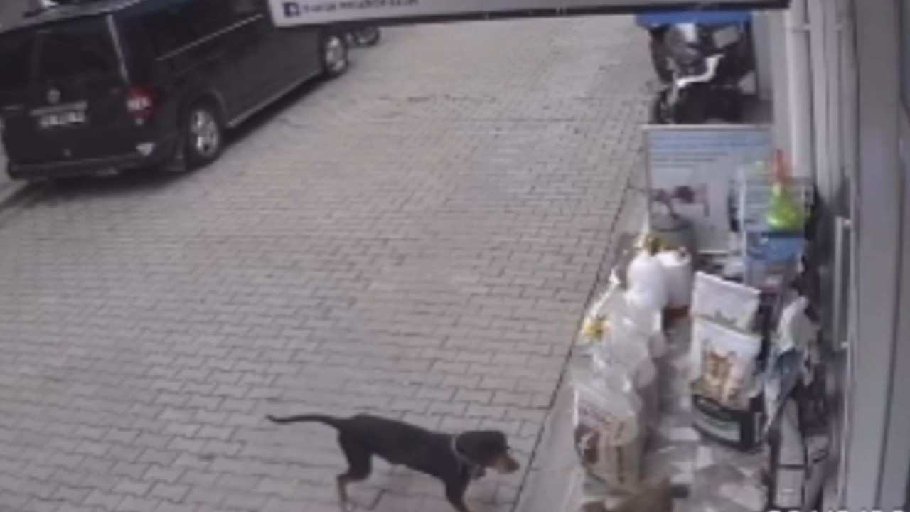 Köpek kediyi kıskanıp mama kabını karşı kaldırıma taşıdı