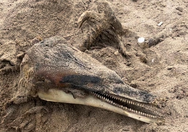 Köpek kumu eşeleyince gerçek ortaya çıktı! Ağva Sahilinde gömülü halde bulundu!