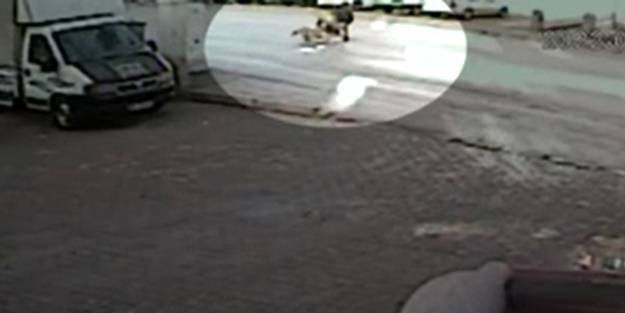 'Köpek' lobisi sokakları terörize etmeyi başardı! Korkunç saldırı: Çok sayıda köpek 10 yaşındaki çocuğu...