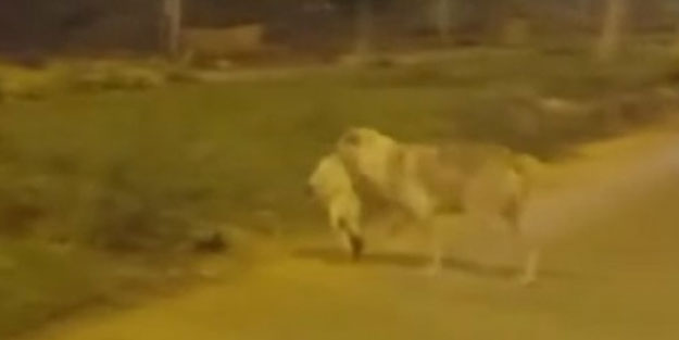 Köpek, ölen kediyi gömdü