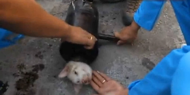 Köpek öyle bir yere sıkıştı ki…/VİDEO
