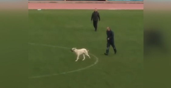 Köpek sahaya girince olanlar oldu!