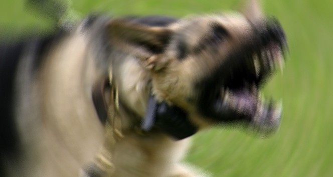 Köpek saldırılarından zarar görmemek için bu uyarıları dikkate alın