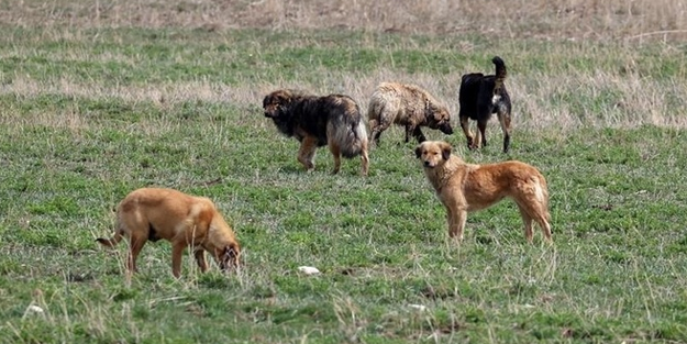 Köpek saldırısına uğrayan kadının...