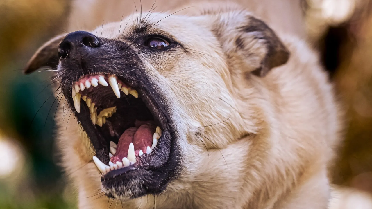 Köpek saldırısına uğrayan ünlü futbolcu entübe edildi!
