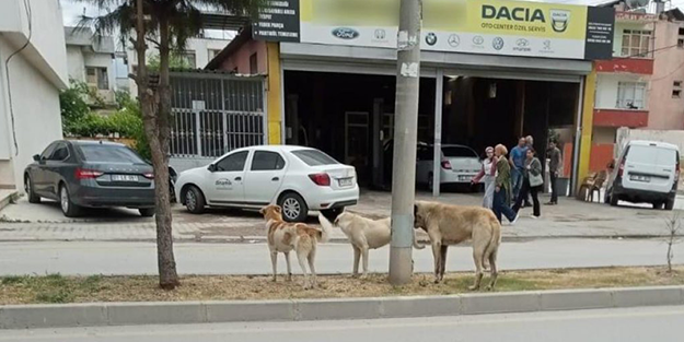 Köpek saldırısından kaçan adam hayatını kaybetti