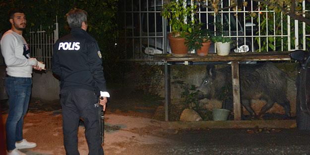Köpek sanarak yanına giden vatandaşlar şoku yaşadı!