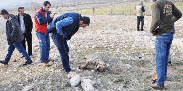 Köpek sandı ama yanına gidince...