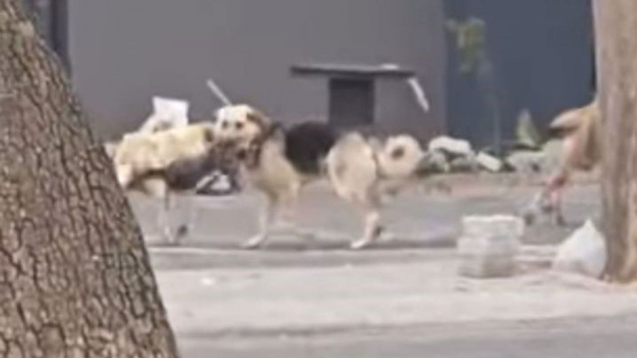 Köpek sever lobisi iyi izlesin! Konya’da sahipsiz köpekler kediyi telef etti