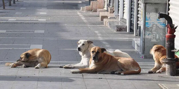 Köpek sorununa 'dur' de" yürüyüşü: 'Başıboş köpek sorununa' tepki!