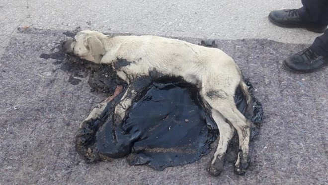 Köpek, tankerden dökülen zifte yapıştı