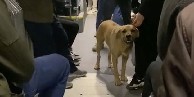 Köpek tartışması! Kadın yolcu metrobüsten inmek zorunda kaldı