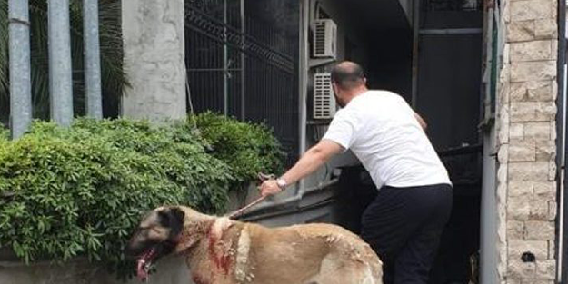 Köpek vahşeti devam ediyor! Bu kez Yargıtay üyesinin eşi ölümden döndü