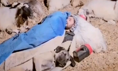 Köpek ve çoban horul horul uyudu: Sürünün güvenliği uyanık koyunlara kaldı! Milyonlarca izlenme alan videoya esprili yorumlar yağdı