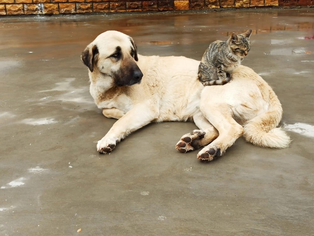 Köpek ve kedinin kıskandıran dostluğu 