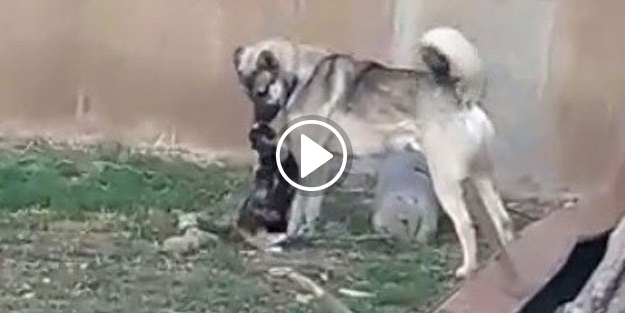 Köpek ve kedinin kıskandıran dostluğu