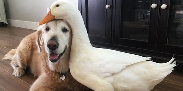 Köpek ve ördeğin sıra dışı dostluğu!