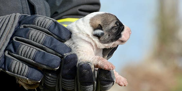 Köpek yavruları boğulmaktan son anda kurtarıldı