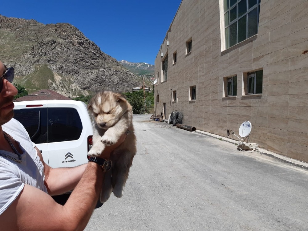 Köpek yavruları sağlık taramasından geçti 