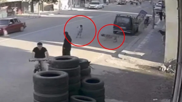 Köpek yüzünden az daha canından olacaktı!