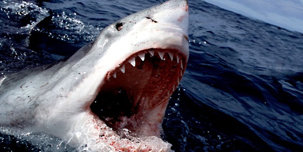 Köpekbalığı Alman turiste saldırdı!