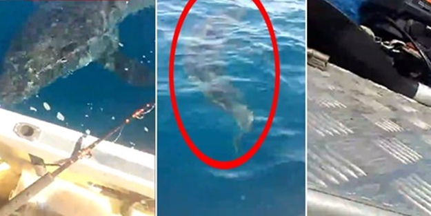 Köpekbalığı balıkçılara böyle saldırdı/VİDEO