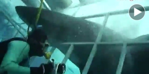 Köpekbalığı dalgıca saldırdı ve...VİDEO