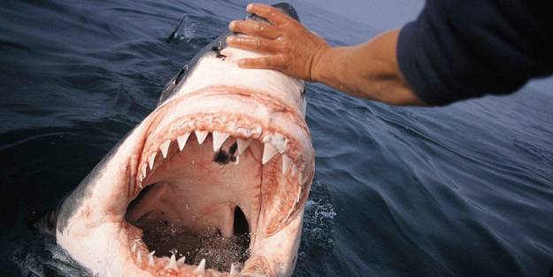 Köpekbalığı saldırısına uğrayan çocuk öyle bir şey yaptı ki... Bu sayede kurtuldu!