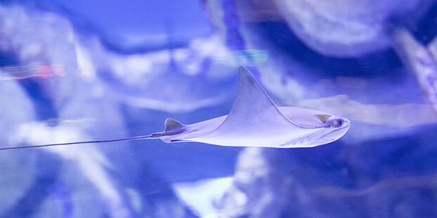 Köpekbalığı ve vatozlar için korkutan uyarı